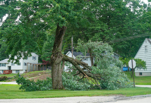 Trusted Wheeler, TX Tree Care  Experts